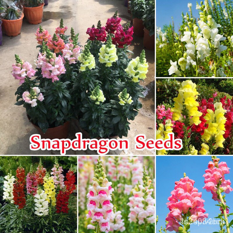 ผลิตภัณฑ์ใหม่-เมล็ดพันธุ์-2022ปลูกง่าย-ปลูกได้ทั่วไทย-ของแท้-100-300pcs-mixed-color-snapdragon-seeds-flower-see-ขายดี-t