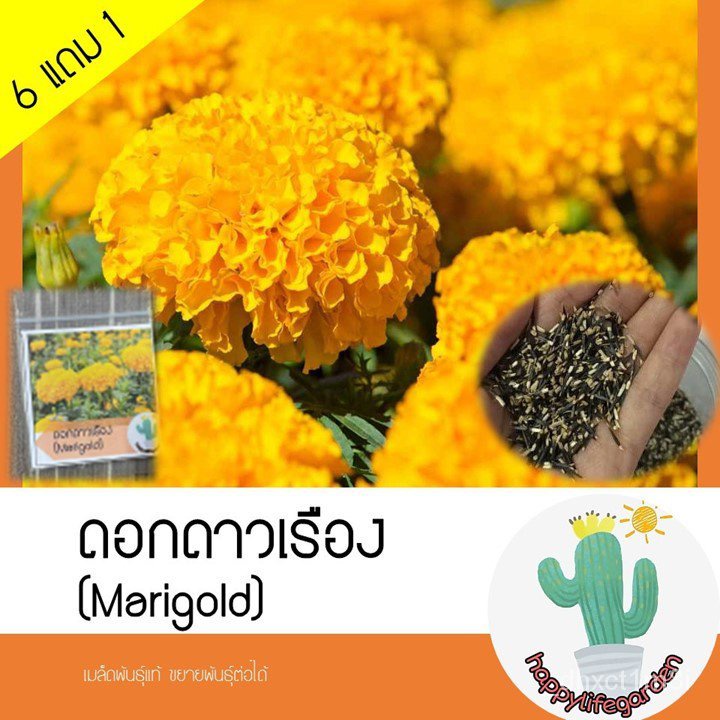 โรงงานขายส่ง-เมล็ดพันธุ์-ดอกดาวเรือง-เมล็ดดาวเรือง-marigold-55เมล็ด-อินทรีย์-rkcd