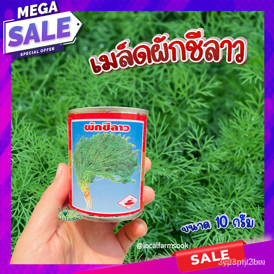 ผลิตภัณฑ์ใหม่-เมล็ดพันธุ์-จุดประเทศไทย-เมล็ดพันธุ์ผักชีลาว-เมล็ดผักชีลาว-10-กรัม-เมล็ดผักสวนครัว-เมล็ดผัก-เมล-ขายด-uk