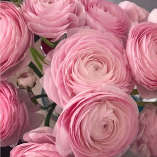 Ranunculus ball เมล็ดดอกโบตั๋นในร่มและกลางแจ้ง กระถางต้นไม้ ให้อาหารแก่กล้าไม้