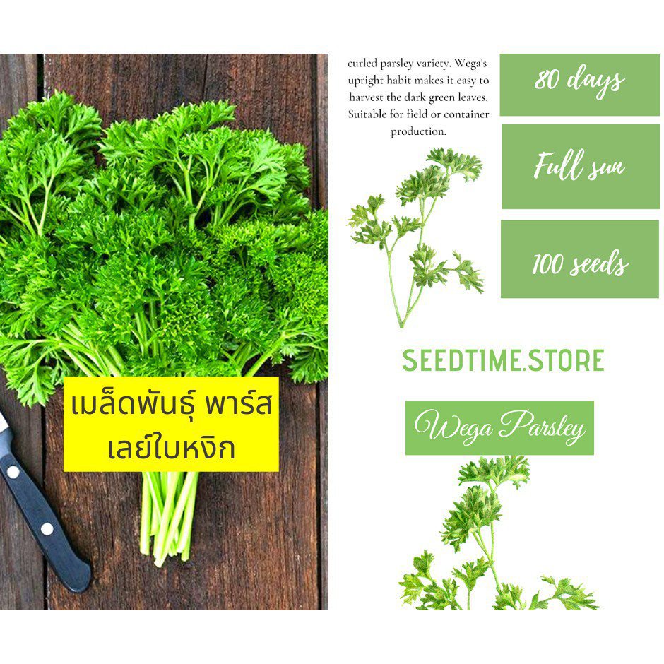 ผลิตภัณฑ์ใหม่-เมล็ดพันธุ์-curly-parsley-seed-plants-amp-vegetable-seeds-เมล็ดพันธุ์-พาร์สเลย์ใบหงิก-เมล็ด-iowl-คละ-ส-เ-eih