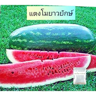 （คุณภาพสูง เมล็ด）เมล็ดแตงโมยักษ์คองโก เมล็ดพันธุ์10เมล็ด ผลใหญ่/ง่าย ปลูก สวนครัว เมล็ด/ขายดี JDSZ