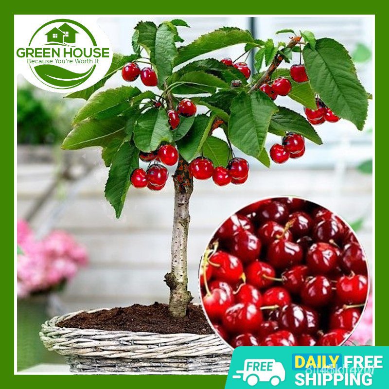 ผลิตภัณฑ์ใหม่-เมล็ดพันธุ์-จุดประเทศไทย-green-house-bonsai-cherry-tree-seeds-sweet-and-delicious-for-planting-ขายด-s8