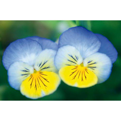ผลิตภัณฑ์ใหม่-เมล็ดพันธุ์-จุดประเทศไทย-เมล็ดพันธุ์50-seeds-pack-bonsai-viola-tricolor-seeds-pansy-flower-seedsเ-ขายด-e2