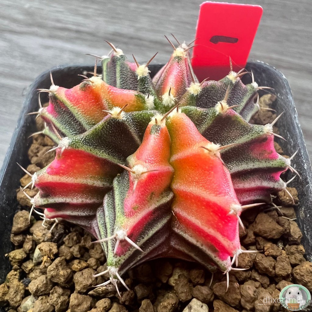 r1-ต้นยิมโนด่าง-คัดพิเศษ-ไม้เมล็ด-gymnocalycium-แคคตัส-ง่าย-ปลูก-สวนครัว-เมล็ด-อินทรีย์-05tp