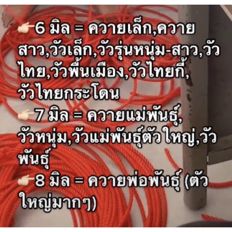 เชือกสนตะพาย-วัว-ควาย