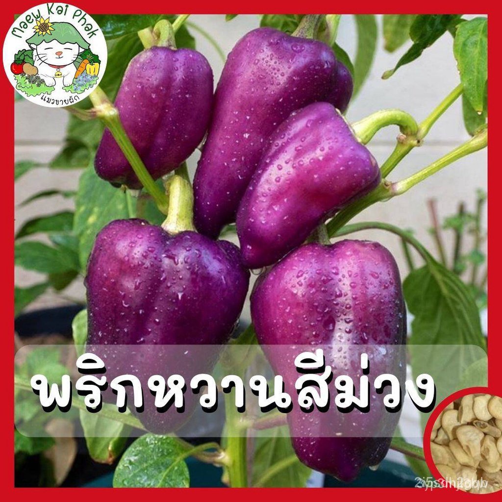 ผลิตภัณฑ์ใหม่-เมล็ดพันธุ์-จุดประเทศไทย-เมล็ดอวบอ้วน-พริกหวานสีม่วง-purple-sweet-pepper-seed-บรรจุ-20-เมล็ด-เ-คล-เ-cj6