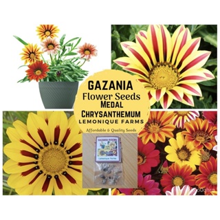 ผลิตภัณฑ์ใหม่ เมล็ดพันธุ์ จุดประเทศไทย ❤High Quality Gazania Flower Seeds Mixเมล็ดอวบอ้วน 100% รอคอยที่จะให้ควา คล/ขา 27