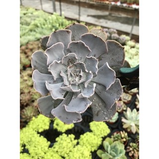 Echeveria  ซาวาเลสสีม่วงพาสเทล