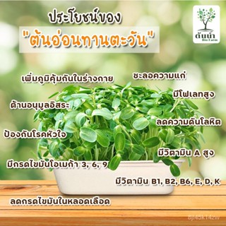 ผลิตภัณฑ์ใหม่ เมล็ดพันธุ์ จุดประเทศไทย ❤เมล็ดพันธุ์เมล็ดต้นอ่อนทานตะวัน Organic100% เมล็ดอวบอ้วนผัก เมล็ดสำหรับ /ขายด VS