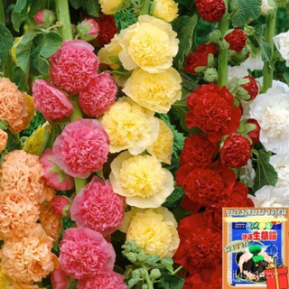 （คุณภาพสูง เมล็ด）ฮอลลี่ฮ็อคดอกซ้อนคละสีถูกที่สุด10บ.เมล็ดฮอลลี่ฮ็อคดอกซ้อน 5 เมล็ดงอกง่าย ดอก/ง่าย ปลูก สวนครัว /ขายด LQ