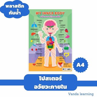 โปสเตอร์คำศัพท์อวัยวะภายในของฉัน  ขนาด A4 EA-347 แผ่นพลาสติก