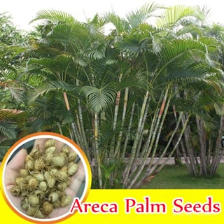 （คุณภาพสูง เมล็ด）บอนสี 10เมล็ด เมล็ดพันธุ์ ต้นกล้าหมาก Areca Nut Palm Seeds เมล็ดดอกไม้ ต้นไม/ง่าย ปลูก สวนครัว /ขายด NO