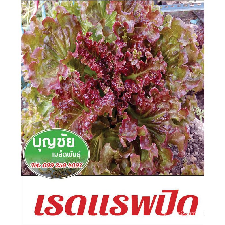 ผลิตภัณฑ์ใหม่-เมล็ดพันธุ์-เมล็ดพันธุ์คุณภาพสูงในสต็อกในประเทศไทย-พร้อมส่ง-ะให้ความสนใจของคุณเรดแรพปิด-ผักกาดหอ-ขายดี-l