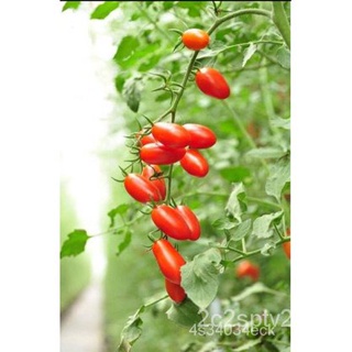 ผลิตภัณฑ์ใหม่ เมล็ดพันธุ์ 2022เมล็ดอวบอ้วน มะเขือเทศ ราชินี สีแดง (Red Roma Tomato) บรรจุ 30 เมล็ด รสชาดเปรี้ยวอมห/เ SYQ