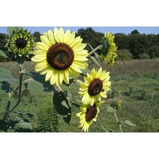 ผลิตภัณฑ์ใหม่ เมล็ดพันธุ์ 2022เมล็ดอวบอ้วน ทานตะวัน เลม่อนควีน (Lemon Queen Sunflower Seed) บรรจุ5เมล็ด คุณภาพด /สวนครัว