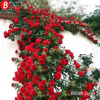 ผลิตภัณฑ์ใหม่ เมล็ดพันธุ์ 10 Pcs/Set Climbing Rose Seeds Perennial Fragrant Home Garden Plant Multiflora Flower  ค/เมล็