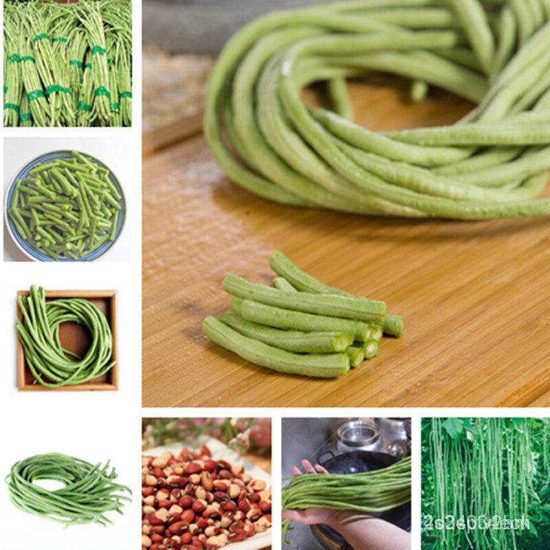 ผลิตภัณฑ์ใหม่-เมล็ดพันธุ์-2022เมล็ดพันผัก3a-50เมล็ด-long-bean-seeds-vegetable-เมล็ดพัน-เมล็ดผักต่างๆ-พันธุ์ผัก-เ-สวนครัว