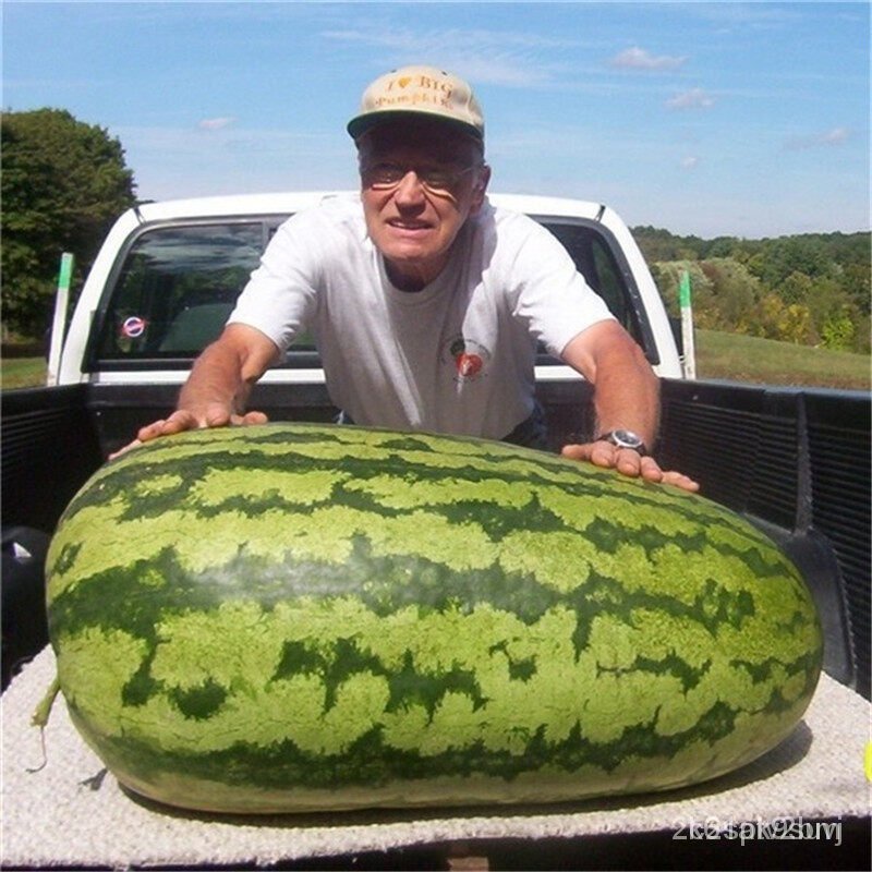 ผลิตภัณฑ์ใหม่-เมล็ดพันธุ์-2022แตงโม-giant-watermelon-seeds-20ชิ้น-แพ็ค-ฟาร์ม-พืชบ้าน-พืชกลางแจ้ง-ปลูกง่าย-สามา-ขายดี-6