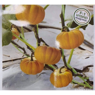 （คุณภาพสูง เมล็ด）เมล็ดพันธุ์ ฟักทอง สมอลออเร้นท์ (Pumpkin Small Orange) บรรจุ 3 และ 7 เมล็ด ผ/ง่าย ปลูก สวนครัว /ขายด X5