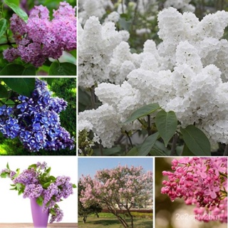 （คุณภาพสูง เมล็ด）เมล็ดพันธุ์ดอกกานพลู 50pcs Mixed Colour Lilac Tree Seeds Flower Seeds Bonsai/คละ ผัก ปลูก /คละ BJNQ