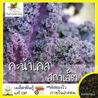 ผลิตภัณฑ์ใหม่ เมล็ดพันธุ์ เมล็ดพันธุ์คุณภาพสูงในสต็อกในประเทศไทยเมล็ดอวบอ้วน คะน้าเคล สการ์เล็ต สีม่วง 30 เมล็ด /ขายด J9