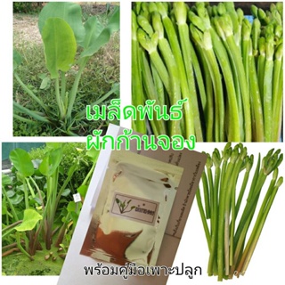 （คุณภาพสูง เมล็ด）เมล็ดพันธุ์ผักก้านจองพร้อมคู่มือเพาะปลูก1000เมล็ด60บาท/อินทรีย์ MKGA