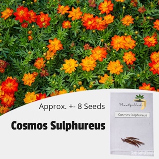 ผลิตภัณฑ์ใหม่ เมล็ดพันธุ์ จุดประเทศไทย ❤[Plantfilled] Cosmos Sulphureus Seeds for planting | Flower | Approx. 8 คล/ขา BC