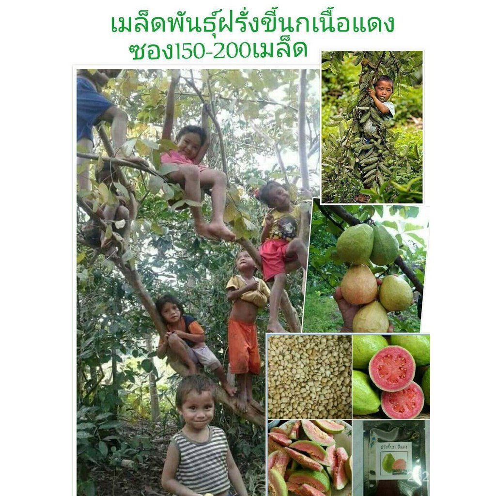 คุณภาพสูง-เมล็ด-ปลูกได้ทั่วไทย-ปลูกง่าย-guava-seeds-นไม้-พันธุ์ไม้ผล-เมล็ดพันธุ์-ต้นไม้มงคล-พันธุ์ไ-ง่าย-ปลูก-ส-ขายดี-z