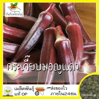 ผลิตภัณฑ์ใหม่ เมล็ดพันธุ์ เมล็ดพันธุ์คุณภาพสูงในสต็อกในประเทศไทย พร้อมส่งเมล็ดอวบอ้วน กระเจี๊ยบมอญ สีแดง 30 เมล /ดอก Y9E