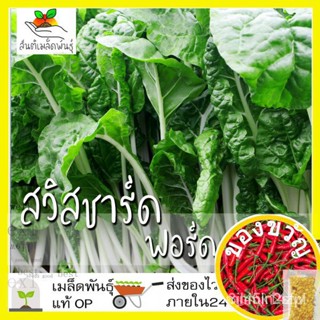 （คุณภาพสูง เมล็ด）เมล็ดพันธุ์ สวิสชาร์ด ฟอร์ดฮูค 100 เมล็ด Fordhook Swiss Chard Seed เมล็ดพันธุ์แท้10/ง่าย ปลูก ส/ขายดี R