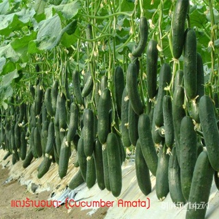 ผลิตภัณฑ์ใหม่ เมล็ดพันธุ์ จุดประเทศไทย ❤เมล็ดอวบอ้วน แตงร้านอมตะ (Cucumber Amata) 65 เมล็ด ปลูกง่าย ปลูกได้ทั่วไ/ขายด AU