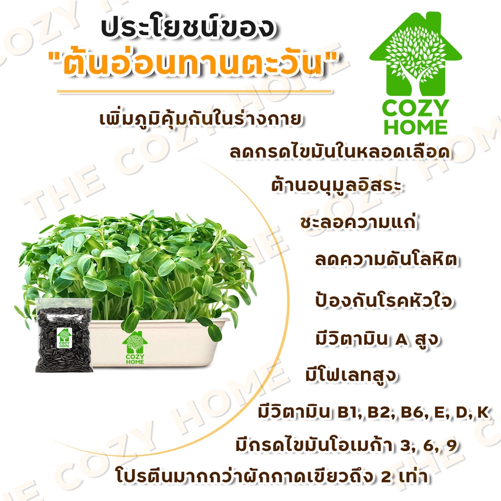 เมล็ดต้นอ่อน-เมล็ดผักไมโครกรีน-9-บาท-microgreen-ทานตะวัน-โตเหมี่ยว-ไควาเระ-ผักบุ้ง-ไมโครกรีน