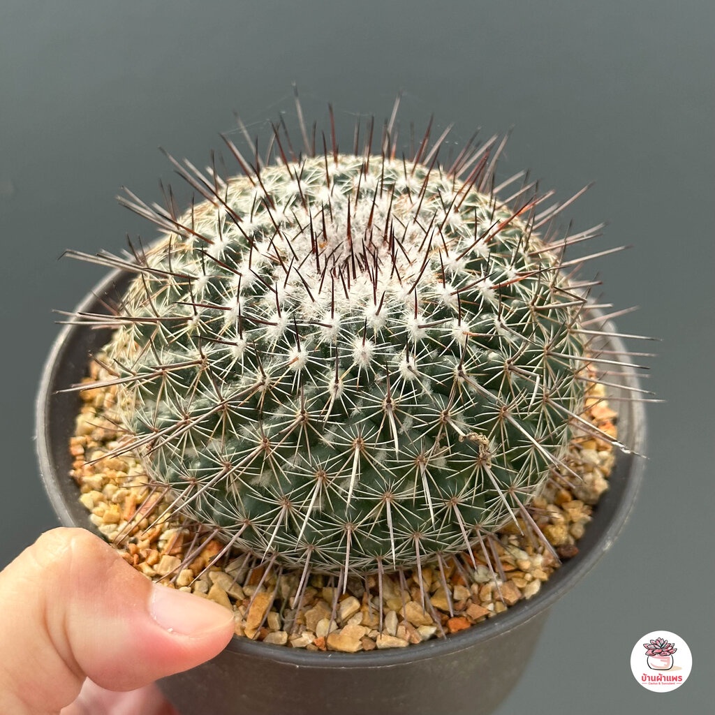 แมมมิลาเรีย-mammillaria-lindsayi-แคคตัส-กระบองเพชร-cactus-amp-succulent