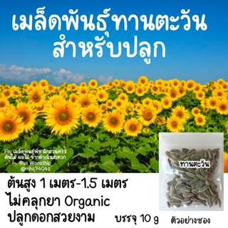 （คุณภาพสูง เมล็ด）เมล็ดพันธุ์ดอกทานตะวัน สำหรับปลูก Organic ไม่คลุกยา ทำพันธุ์ต่อได้ เมล็ดทานต/ง่าย ปลูก สวนครัว /ดอก YGB