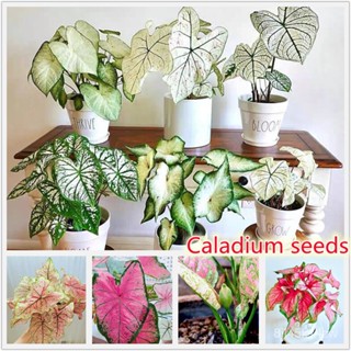 （คุณภาพสูง เมล็ด）เมล็ดบอนสีแท้ 100เมล็ด Caladium Seeds บอนสีราชินีแห่งไม้ใบ Mixed Flower Colo/ง่าย ปลูก สวนครัว /ขายดี 9