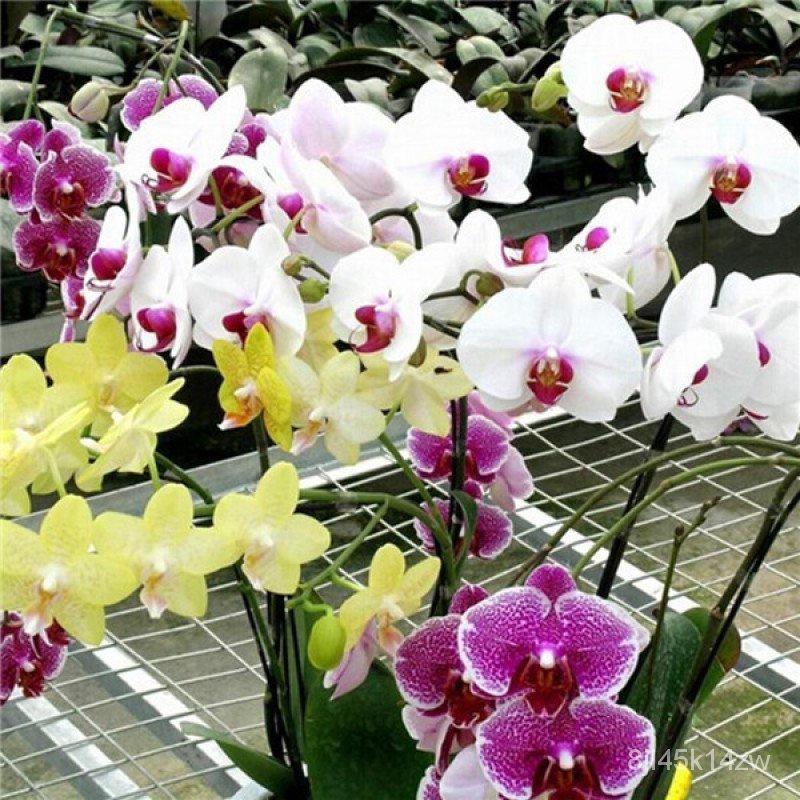 คุณภาพสูง-เมล็ด-เมล็ดพันธุ์-ฟาแลนนอปซิส-phalaenopsis-seeds-orchid-mixed-flower-seeds-กล้วยไม-ง่าย-ปลูก-สวนครัว-คละ-h6x