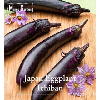 ผลิตภัณฑ์ใหม่ เมล็ดพันธุ์ จุดประเทศไทย ❤Ichiban Japan Eggplant Seeds - 100 seed Pot Friendly Tanam Pasu, Benih T/ขายดี I