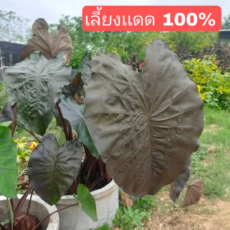 colocasia-black-opal-ตัดสดพร้อมใบ-คาโลคาเซีย-เเบล็ค-โอปอล