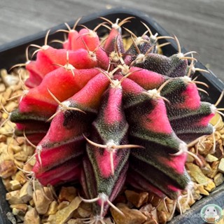 (LB1) ต้นยิมโนด่าง คัดพิเศษ ไม้เมล็ด - (gymnocalycium) - แคคตัส/ง่าย ปลูก สวนครัว เมล็ด/สวนครัว UQ7F