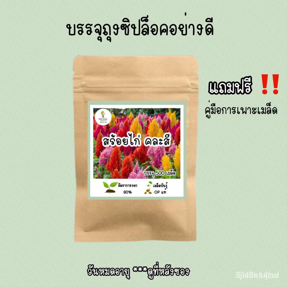 ผลิตภัณฑ์ใหม่-เมล็ดพันธุ์-เมล็ดพันธุ์คุณภาพสูงในสต็อกในประเทศไทย-พร้อมส่ง-ะให้ความสนใจของคุณเมล็ดอวบอ้วน-ดอกสร้อ-ขายดี-5