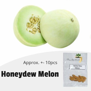 ผลิตภัณฑ์ใหม่ เมล็ดพันธุ์ จุดประเทศไทย ❤[Plantfilled] Honey Dew Melon Seeds | Fruits - 10 seedsเมล็ดอวบอ้วน 100 /ดอก FCR