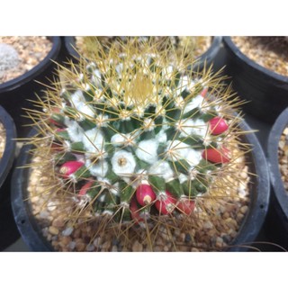 💥แมมเข็มทอง💥  Mammillaria nivosa ขนาด 3-5 ซม. ต้นแคคตัส ต้นกระบองเพชร (กรุณาอ่านรายละเอียดก่อนทำการสั่งซื้อครับ)