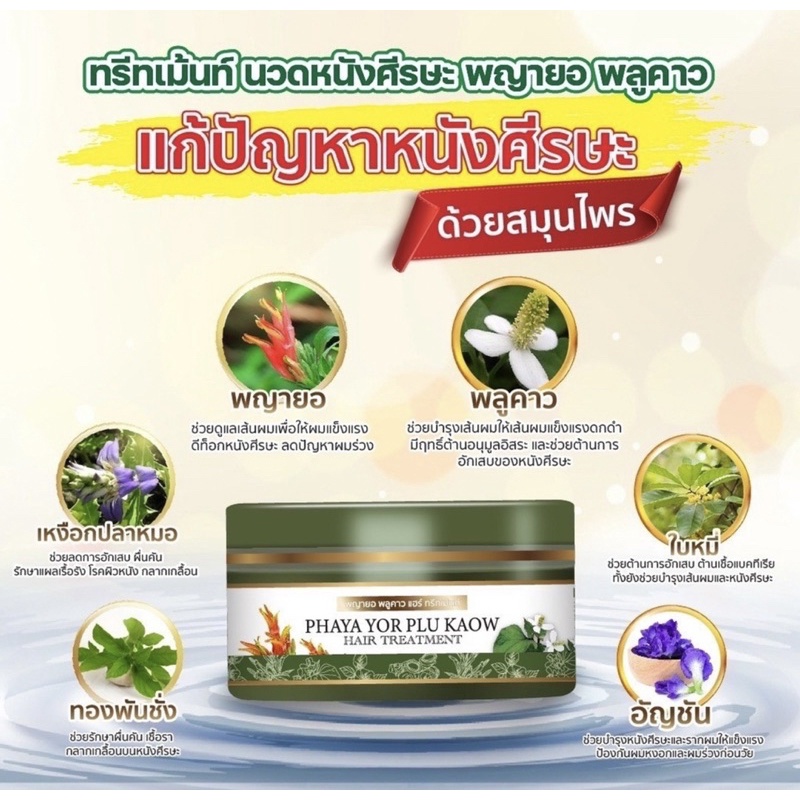 ทรีทเมมต์-พญายอพลูคาว-แก้คัน-เชื้อรา-กลากเกลื้อน-ผมร่วง-ของแท้จากบริษัท