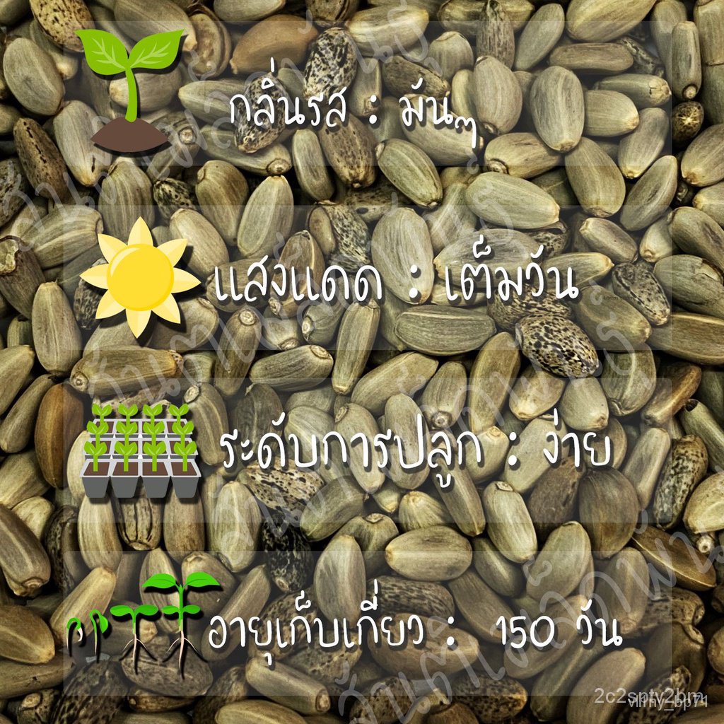 ผลิตภัณฑ์ใหม่-เมล็ดพันธุ์-จุดประเทศไทย-เมล็ดอวบอ้วน-อาร์ติโชค-30-เมล็ด-green-globe-artichoke-seed-เมล็ดอวบอ้วนแ-ขายด-gt