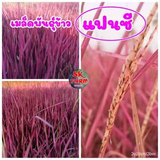 ผลิตภัณฑ์ใหม่ เมล็ดพันธุ์ จุดประเทศไทย ❤เมล็ดอวบอ้วนข้าวแฟนซี ต้นสีชมพูปลูกประดับเมล็ดอวบอ้วน 100% รอคอยที่จะให คล/เ 5RC