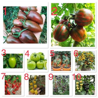 （คุณภาพสูง เมล็ด）เมล็ดพันธุ์ มะเขือเทศ (Tomato) มีให้เลือก 10 ชนิดค่ะ/ง่าย ปลูก สวนครัว เมล็ด/สวนครัว JB6G
