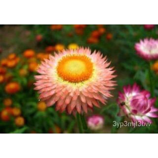 ผลิตภัณฑ์ใหม่ เมล็ดพันธุ์ เมล็ดพันธุ์ ดอกกระดาษ คละสี 500  เมล็ด Mixed Strawflower Seed (บานไม่รู้โรยฝรั่ง) เมล /สวนครัว