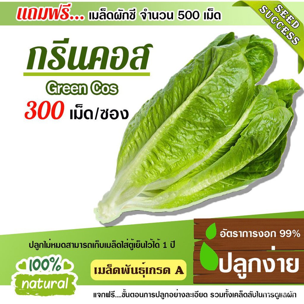 ผลิตภัณฑ์ใหม่-เมล็ดพันธุ์-จุดประเทศไทย-เมล็ดอวบอ้วนผักสลัด-ผักคอส-300เมล็ด-อัตราการงอก95-เมล็ดอวบอ้วน-ผักสลั-ขายด-ig