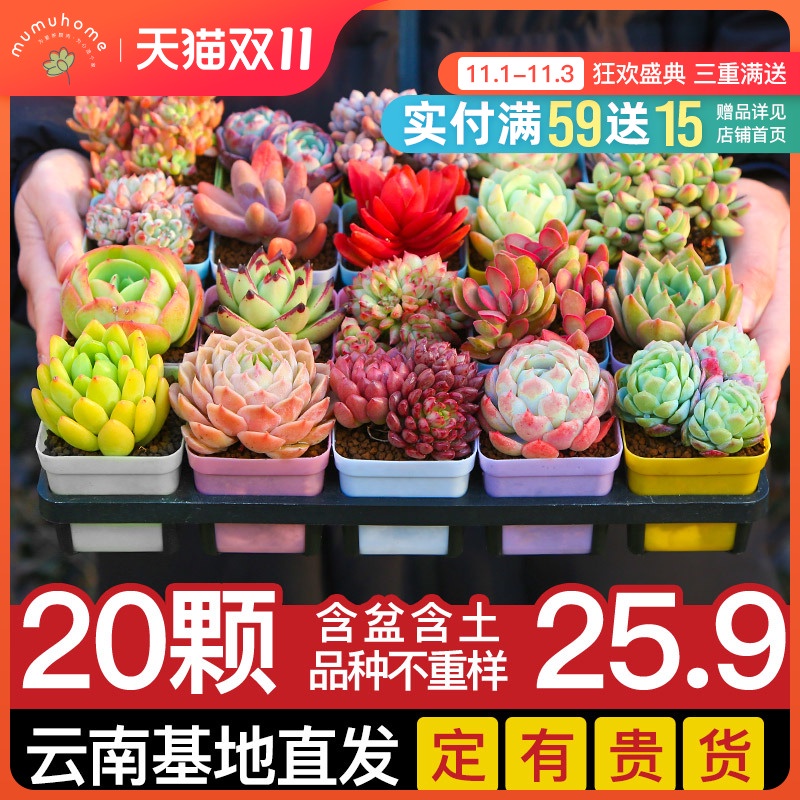 succulents-สามเณรรวมกันกระถางแพคเกจพืชอวบน้ำดอกไม้